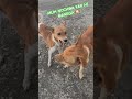 MUH NOCHWA KAR HI MANEGA 🐶 #ytshorts #pets #funny ##funnydogs #shortfeed #shorts #dog #youtube