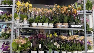 🌸 ПРОДАЖА ОРХИДЕЙ 20.09.23 Продажа редких орхидей. Ванды, Биг Липы, Орхидеи-БАБОЧКИ. Купить орхидею.
