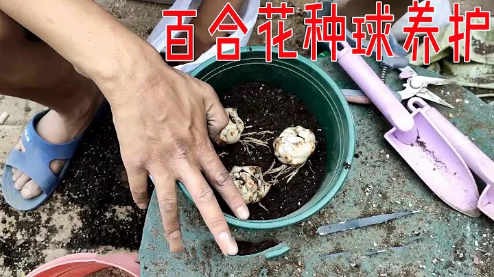 【养养养花花花】 百合花种球一个“鳞片”，一个月时间，变成几棵“小百合” - 天天要闻