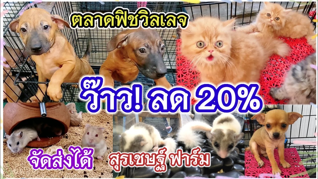 อัปเดตราคา แมว สุนัข และสัตว์เลี้ยงอีกมากมาย ลด 20% ตลาดฟิชวิลเลจ ร้านสุรเชษฐ์ ฟาร์ม จัดส่งได้