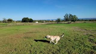 Cute dog catching a frisbee - Slow Motion