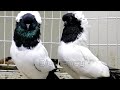 Nun pigeon breeds | fancy pigeon farm - Domestic pigeon | German Nun pigeon, Tumbler pigeons