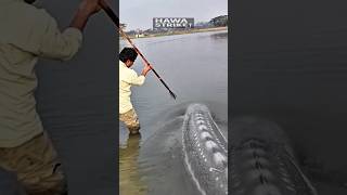 INSANE! One Spear Took Down This Giant Sturgeon! #shorts #fish #fishing #trending #amazing #viral