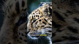 Самые редкие животные и растения России #shortvideo #животныймир #животные #растения #краснаякнига