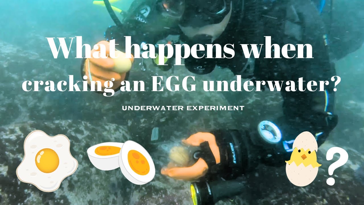 What really happens when cracking an egg underwater?🥚🤿🤔👩‍🔬 underwater experiment YouTube