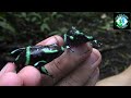 Catching Crazy Poisonous Frogs!