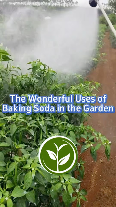 The wonderful use of Baking Soda in the garden. #garden #agriculture #fertilizer #soil