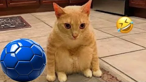 Watch the video about Hilarious CATS 🐱 and DOGS 🐶 Funny Animal Videos 2025 🤣 You Can't Stop Laughing! #23