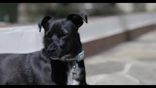 Milo Puppy 05 Outside