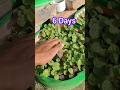 “Ghar ki chhat par ugayi fresh Cholai Bhaji 🪴” #garden #terracegardenindia #plantsofindia #garden