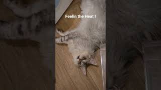 Feelin the Heat !