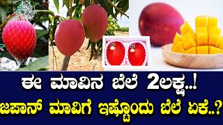 ಈ ಮಾವಿನ ಬೆಲೆ 2ಲಕ್ಷ..! ಜಪಾನ್ ಮಾವಿಗೆ ಇಷ್ಟೊಂದು ಬೆಲೆ‌ ಏಕೆ..?