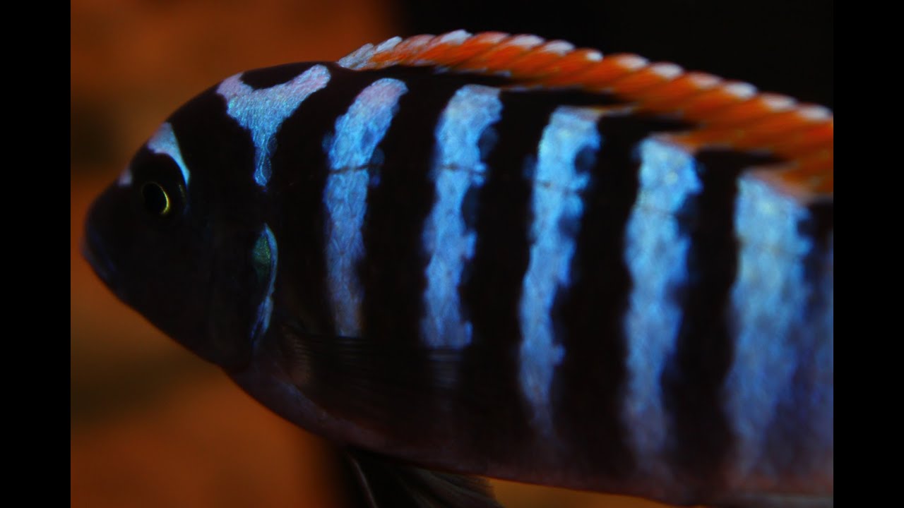dark red zebra cichlid