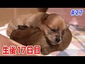 おまんじゅうみたいな子犬のおしくらまんじゅう【生後17日目】