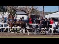 Hackney horse sa fine harness champion 2021  beaufort west horse show