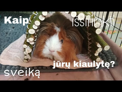 Video: Kaip Išsirinkti Jūrų Kiaulytę