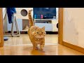 表情は真剣、足取りは軽やかにパパについてまわるマンチカンの茶々くん。