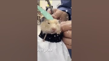 Лучший телеграмм канал в описании #termux #python #soft #coding #programming #catlover #smartphone