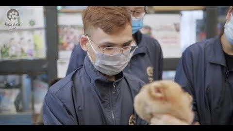 Học cắt tỉa lông chó chất lượng quốc tế