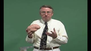 Gait Exam: Anatomy