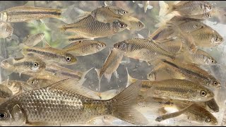 A large number of 'sevencolored fish' are captured in the river in the middle of winter.
