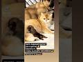 Чей ребёнок? Экс-стриптиз ) #юмор #кот #дизайнчеловека #викрамдизайнчеловека