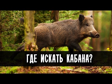 ✅ ОХОТА НА КАБАНА. ГДЕ ИСКАТЬ ДИКОГО КАБАНА? where to look for a wild boar?