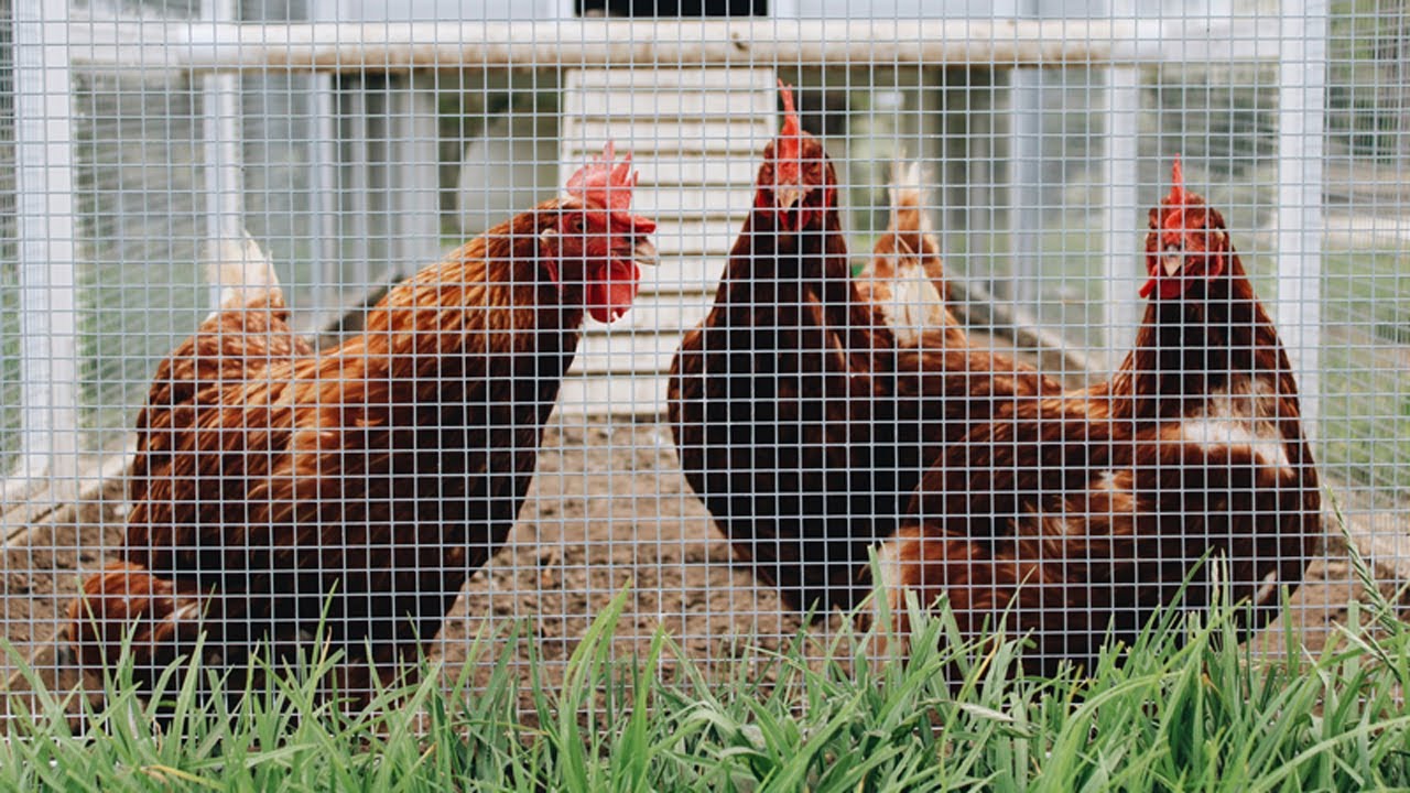 Do Your Local Regulations Allow Backyard Chickens? YouTube