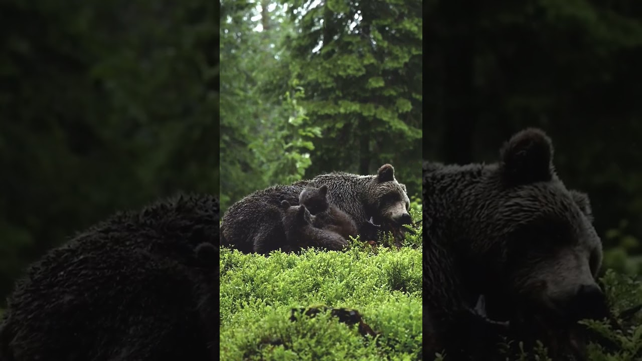 Cute bear family | niedliche Bärenfamilie 
