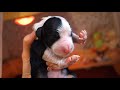 BEARDED COLLIE GREMONTREE - 2021Jonna's puppies Birth の動画、YouTube動画。