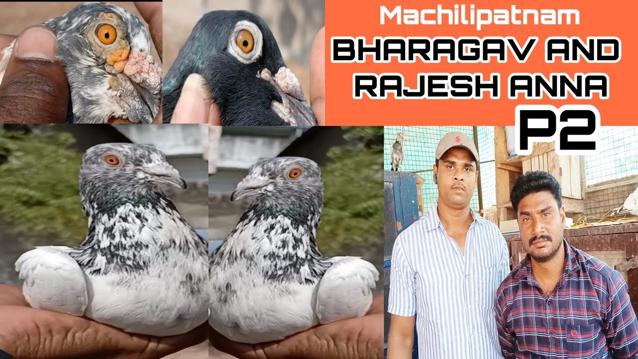 27/02/21 high quality Andhra pigeon of mr. Rajesh and Bhargav Machilipatnam Andhra Pradesh  part 2