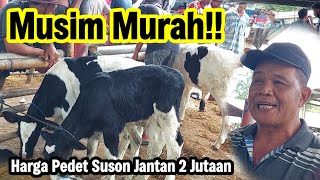 Musim Murah‼️Harga Pedet Suson FH Jantan Cuman 2 Jutaan