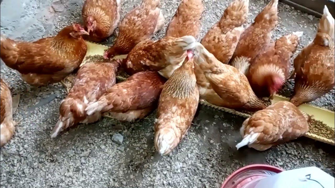 AN239-Span/AN389: Criando gallinas ponedoras en el patio