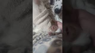 .Is.my.spiritanimal Oracle Just Losing Her Little Marbles In The Blankets