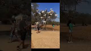 Die Echten Baumziegen Von Marokko