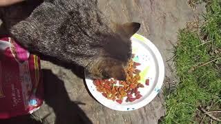 Tabbs New Food Dish. Dinosaurs!