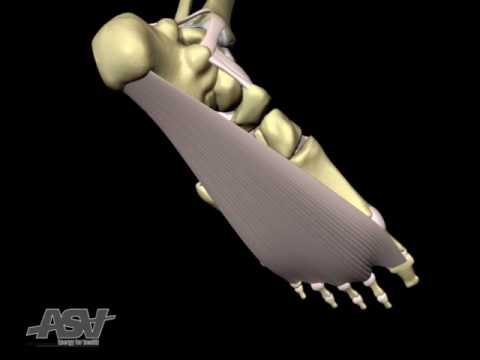 Obszar terapeutyczny w przypadku zapalenia powięzi podeszwy stopy