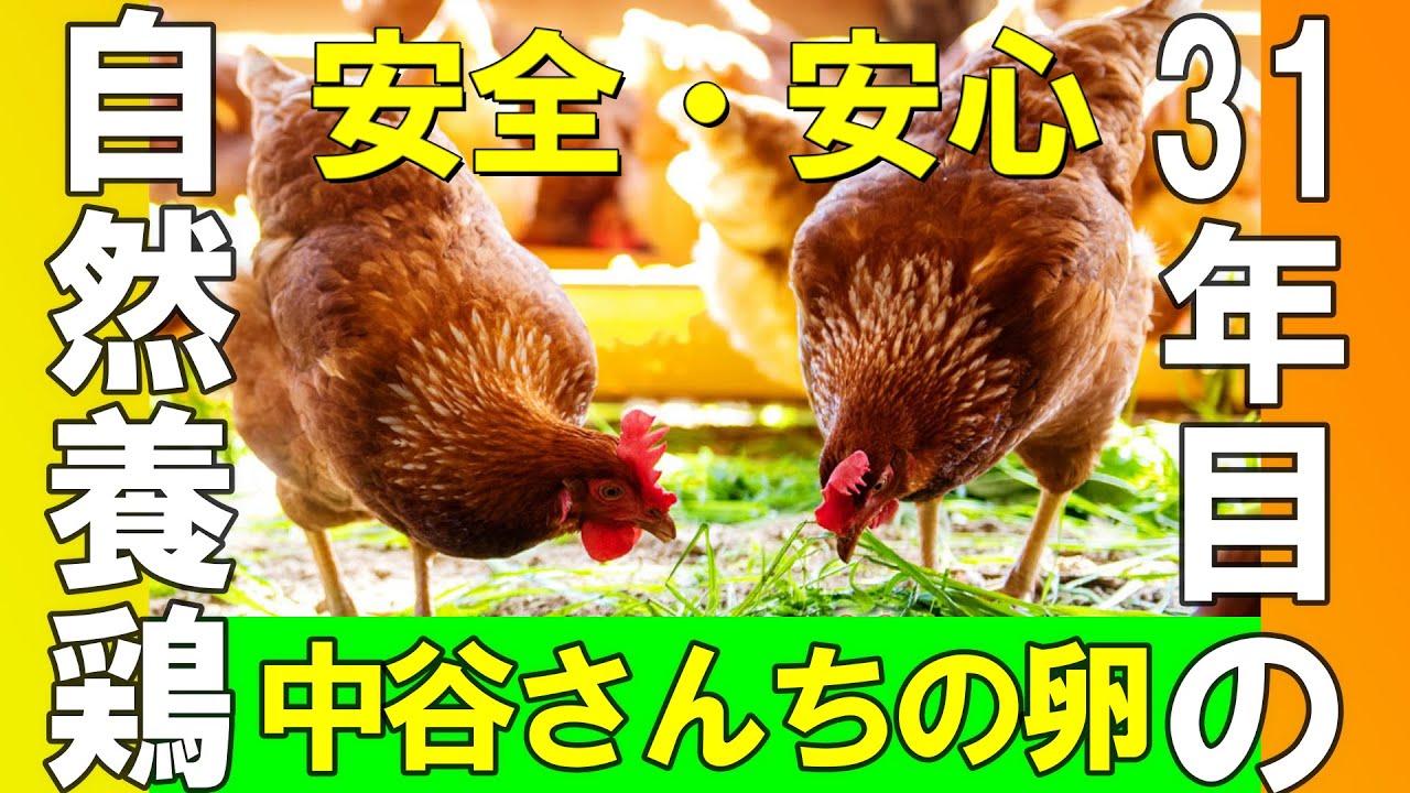 31年目の自然養鶏　中谷自然農園