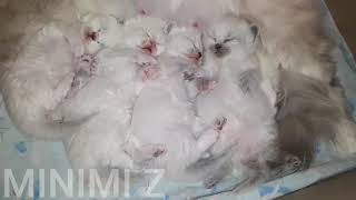 Котята сладко спят. Мимими. Котята сладко спят. Мимими.