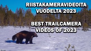 Vuoden 2023 parhaita riistakameravideoita. | BEST TRAIL CAMERA VIDEOS OF 2023.