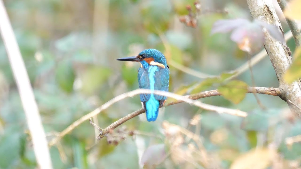 Kingfisher & Sunset at Danson Park Bexleyheath (feb 2nd 2022)