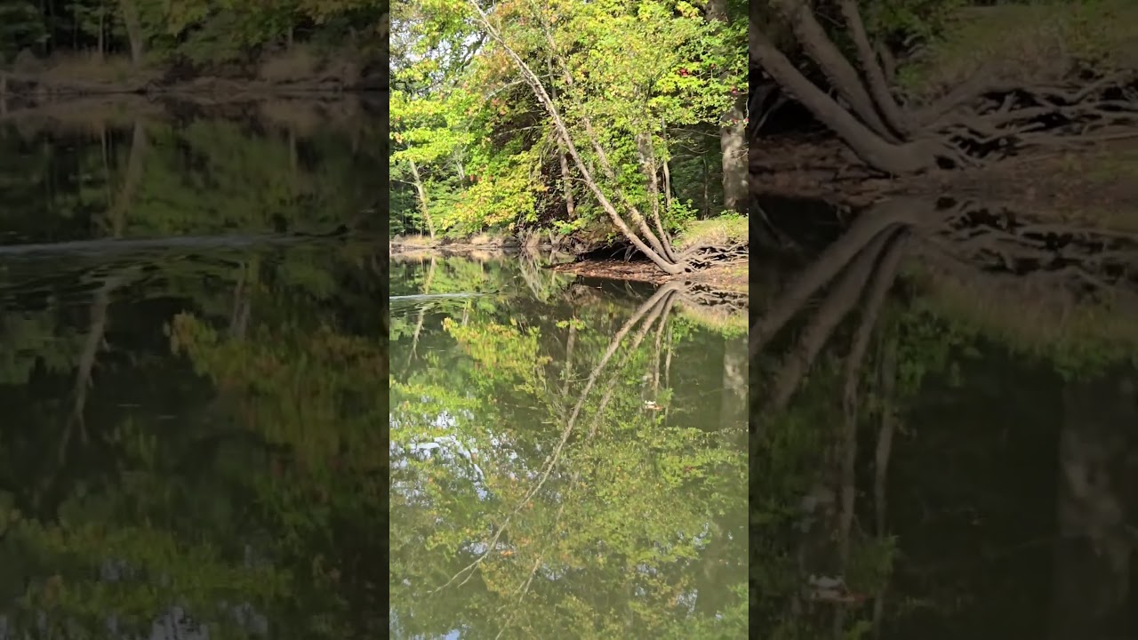 American Mink swimming across a river.
