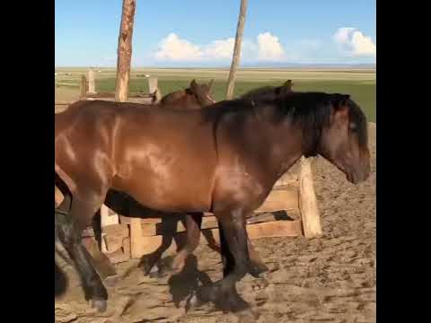 Адуу - YouTube