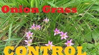 [How To Control Onion Grass] In Your Lawn - [Onion Grass] [Onion Weed] [Destiny Herbicide]