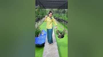 Combo kích hoa Vũ nữa ra hoa hàng loạt nè bà con #hoalan #hoalandep #chamsochoalan