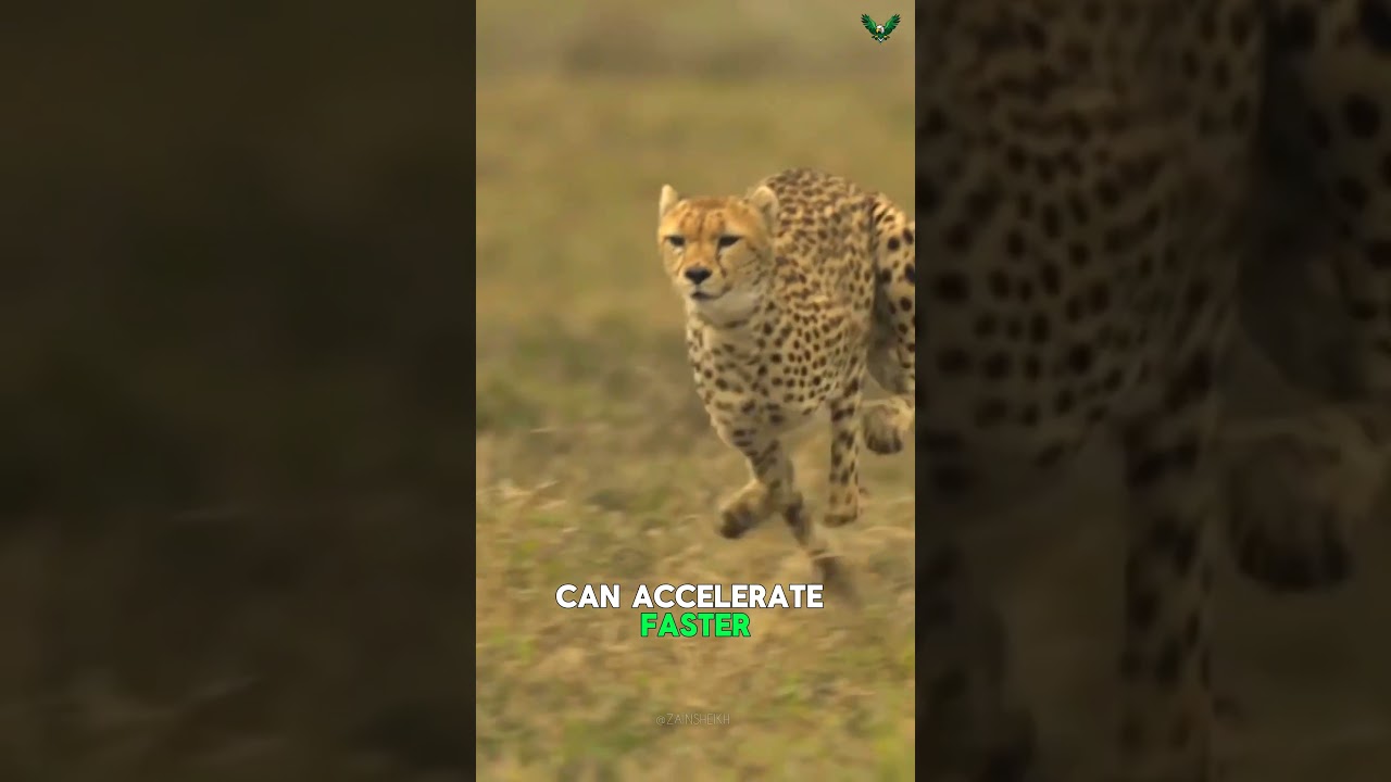 Why the Cheetah is the Fastest Animal on Land! | Zain Sheikh