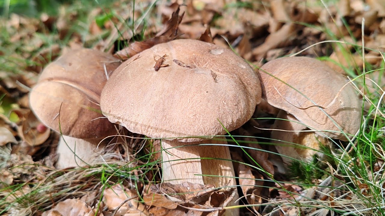 เก็บ​เห็​ด​วันนี้​เยอะเว่อร์​‼️ฝรั่ง​เต็ม​ป่าแต่ยังได้เพียบ(เห็ด​ปี​2025).Ep6/2026