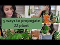 Zz plant വീട്ടിലുള്ളവർ ഇതൊന്നു കാണണേ/5 തരം ZZ plant propagation/എളുപ്പത്തിൽ root വരാൻ ഒരു trick ും/