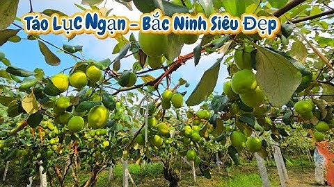 Cách Chăm Vườn Táo Thời Điểm Thúc Quả l Núi Đồi Lục Ngạn
