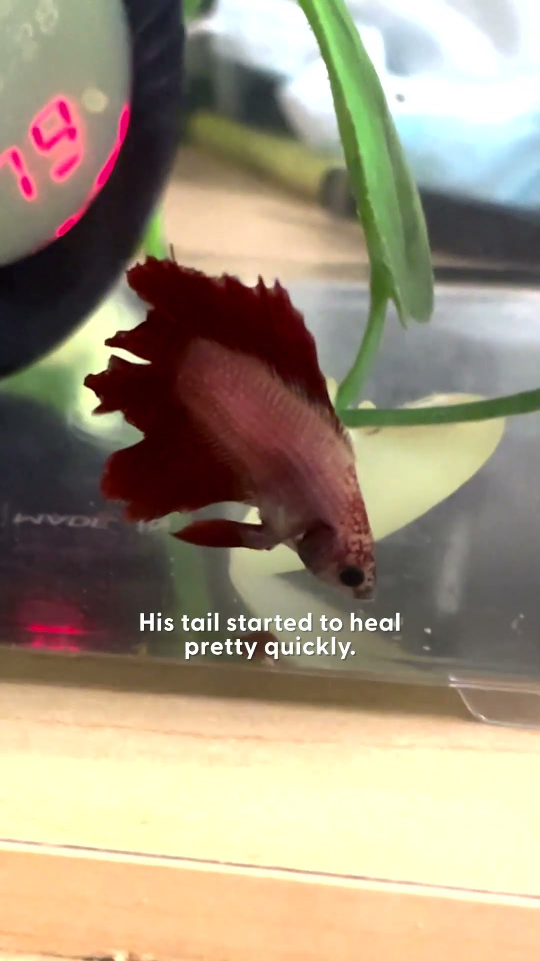 Neglected Pet Store Fish Changes Color Once He Gets Adopted | The Dodo